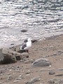 [北海道][鳥]ウトロ