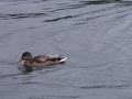 [鳥][北海道]