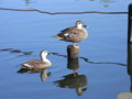 [石神井公園][鳥]