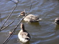 [石神井公園][鳥]