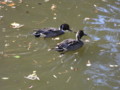 [石神井公園][鳥]