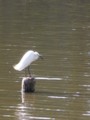 [石神井公園][鳥]