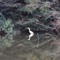 [石神井公園][鳥]