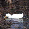 [石神井公園][鳥]