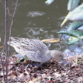 [石神井公園][鳥]