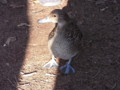 [石神井公園][鳥]