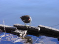 [石神井公園][鳥]