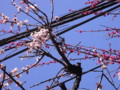 [花][石神井公園]