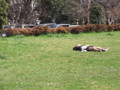 [公園]