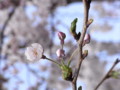 [花][石神井公園]