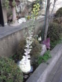 [花]