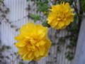 [花]