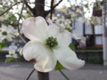 [花]