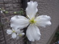 [花]