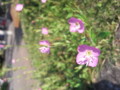 [花]