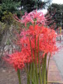 [花]