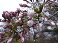 [桜][札幌]
