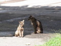 [猫][札幌]