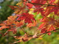 [紅葉][札幌]