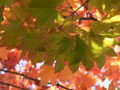 [紅葉][札幌]