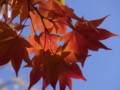 [紅葉][札幌]
