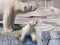 [動物園]