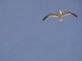 [鳥]