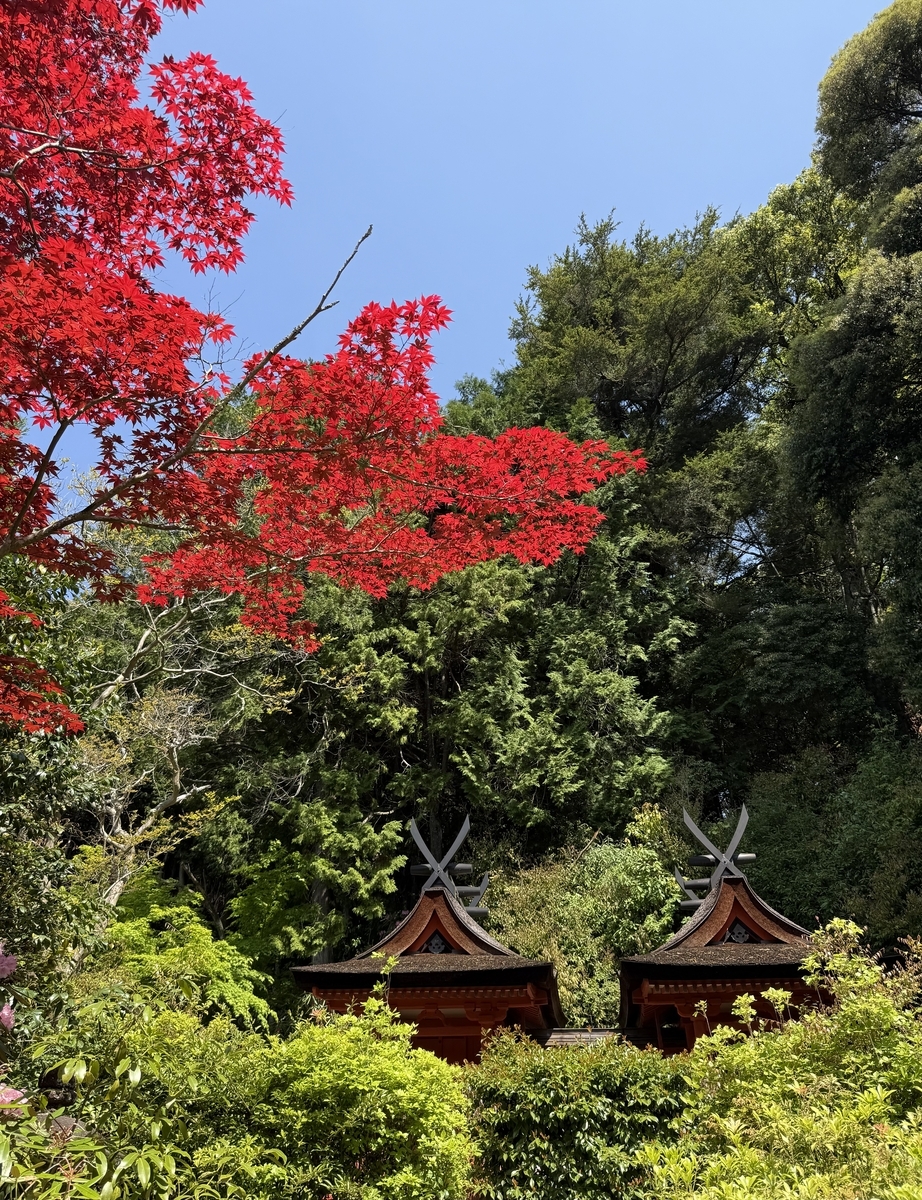 円成寺国宝春日堂と白山堂　赤と緑の対比が絶妙だったのでカラー画像で
