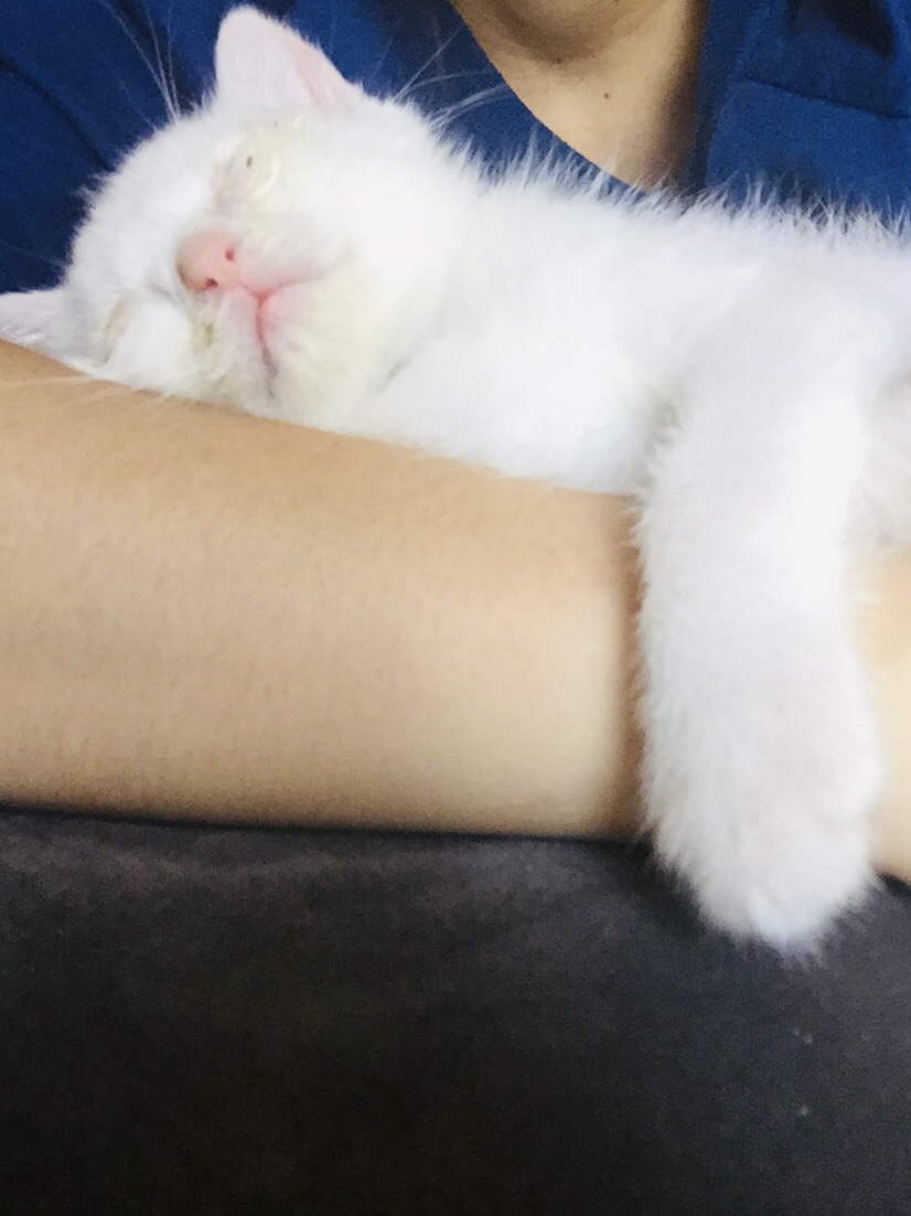 f:id:jinjaneko:20190622143522j:plain