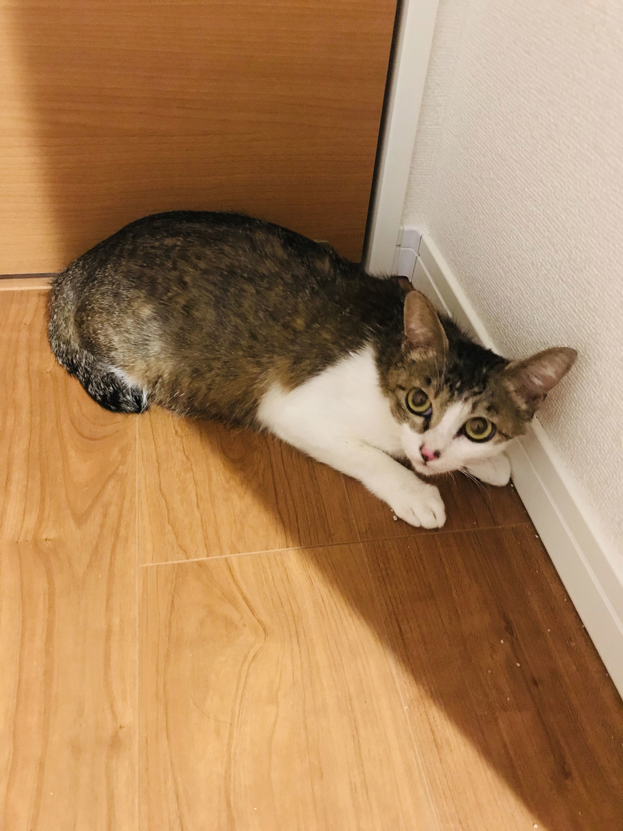 f:id:jinjaneko:20190622143611j:plain