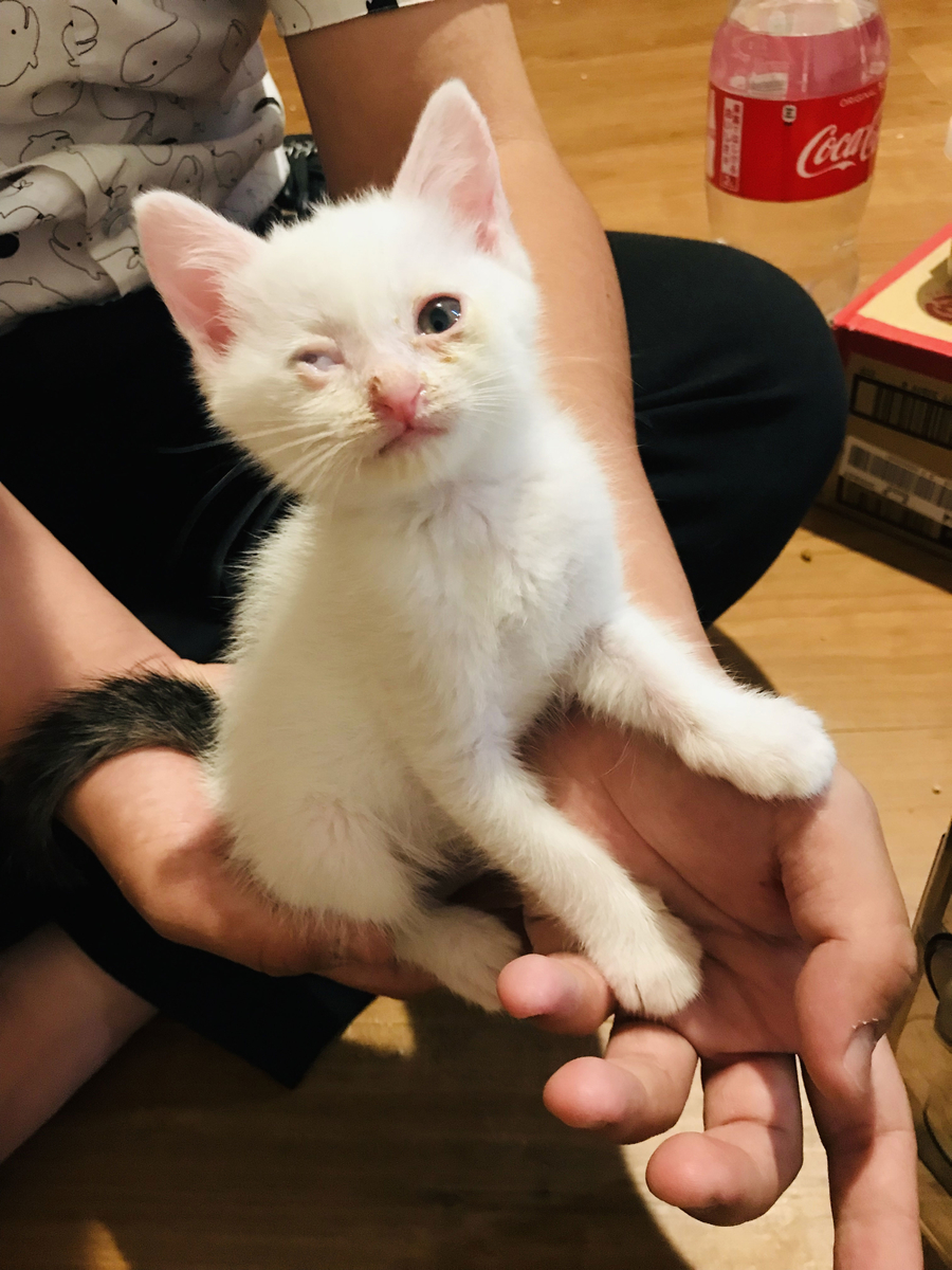 f:id:jinjaneko:20190622143622j:plain