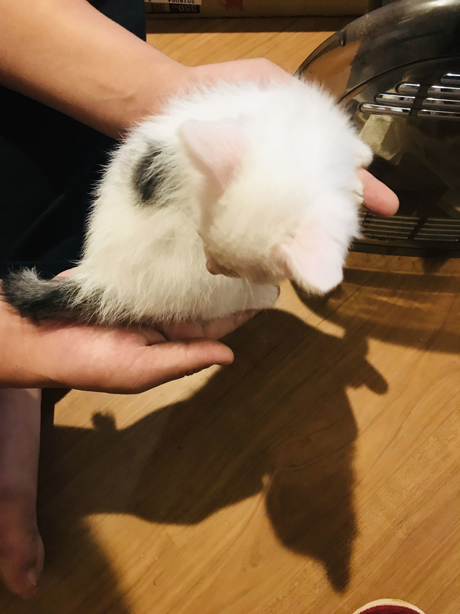 f:id:jinjaneko:20190622143626j:plain