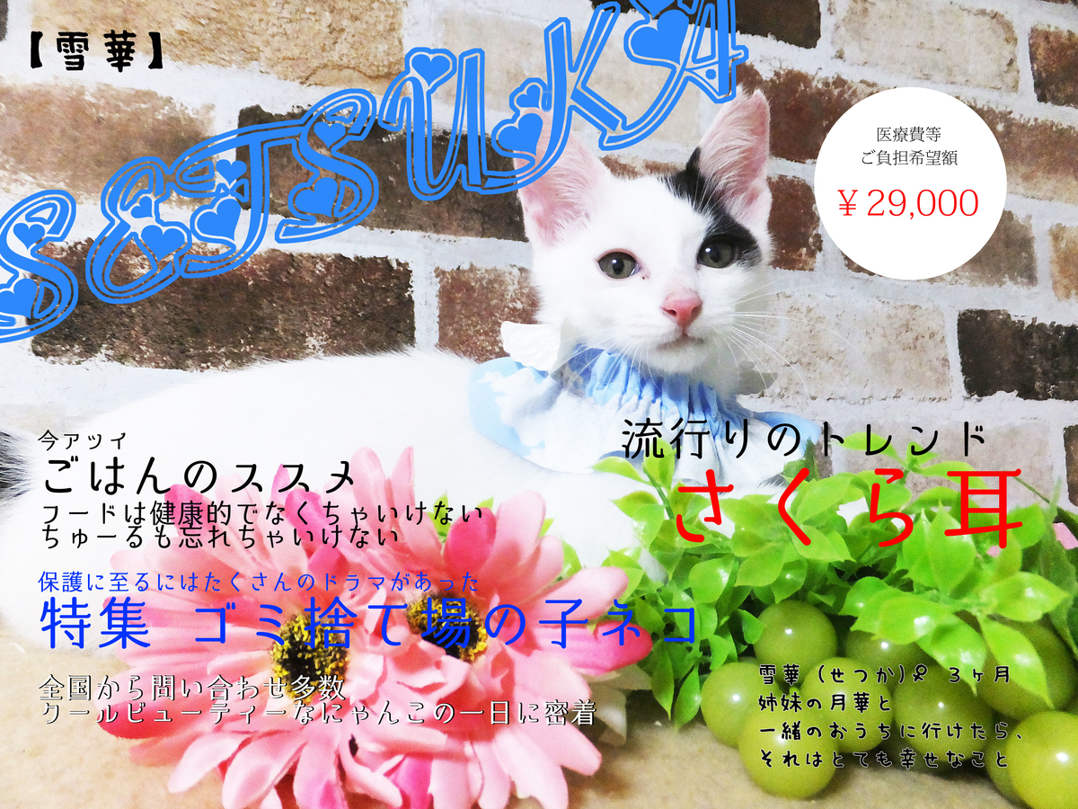 f:id:jinjaneko:20190717234642j:plain