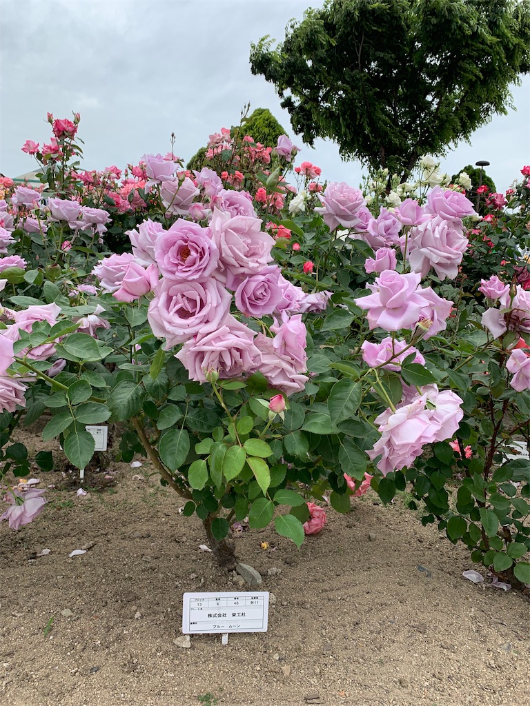 f:id:jinjinchang:20190519230337j:image