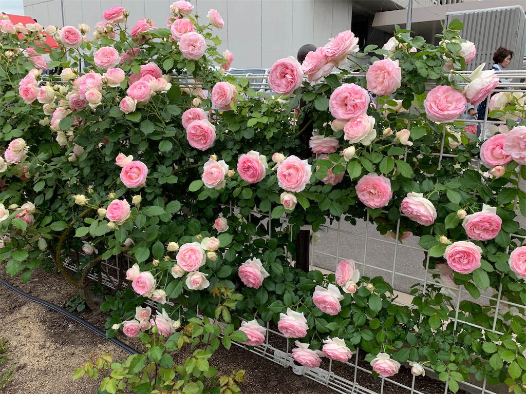 f:id:jinjinchang:20190519230404j:image