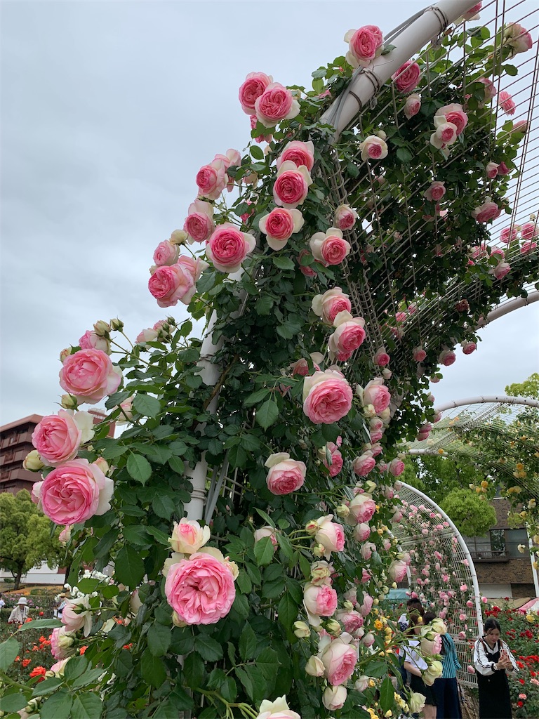 f:id:jinjinchang:20190519230611j:image
