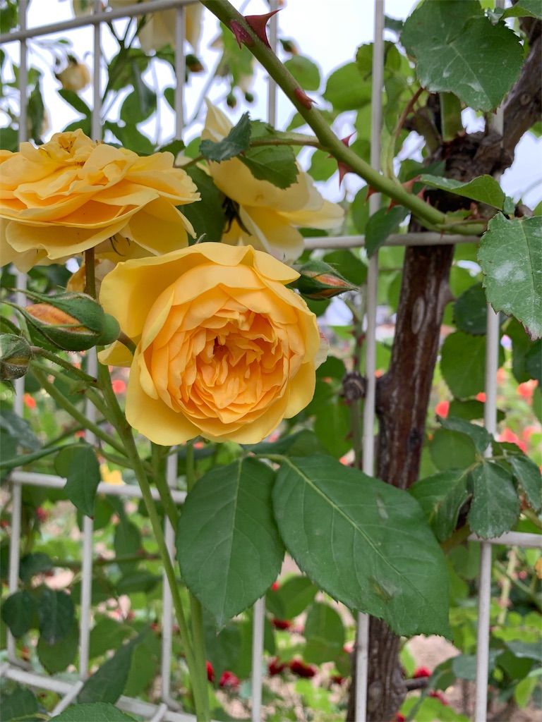 f:id:jinjinchang:20190519230621j:image