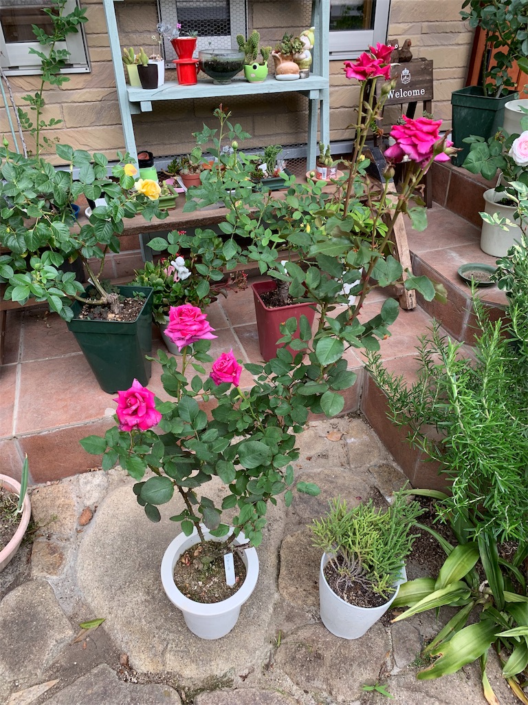 f:id:jinjinchang:20190519230740j:image