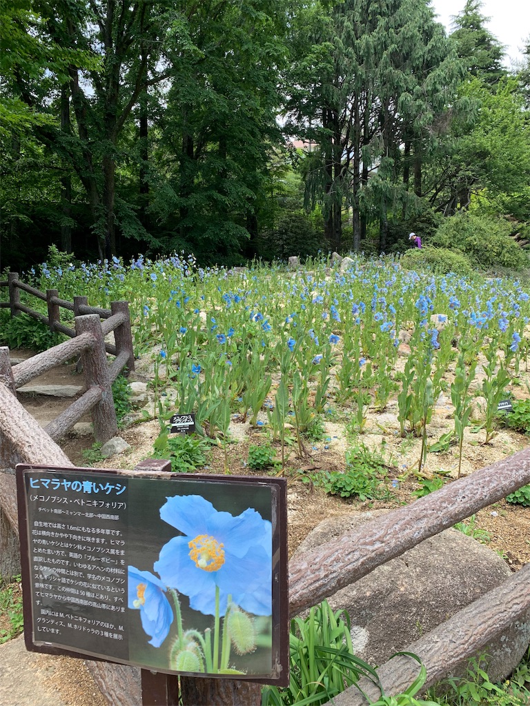 f:id:jinjinchang:20190614174833j:image