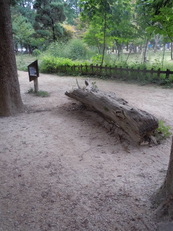 イメージ 6