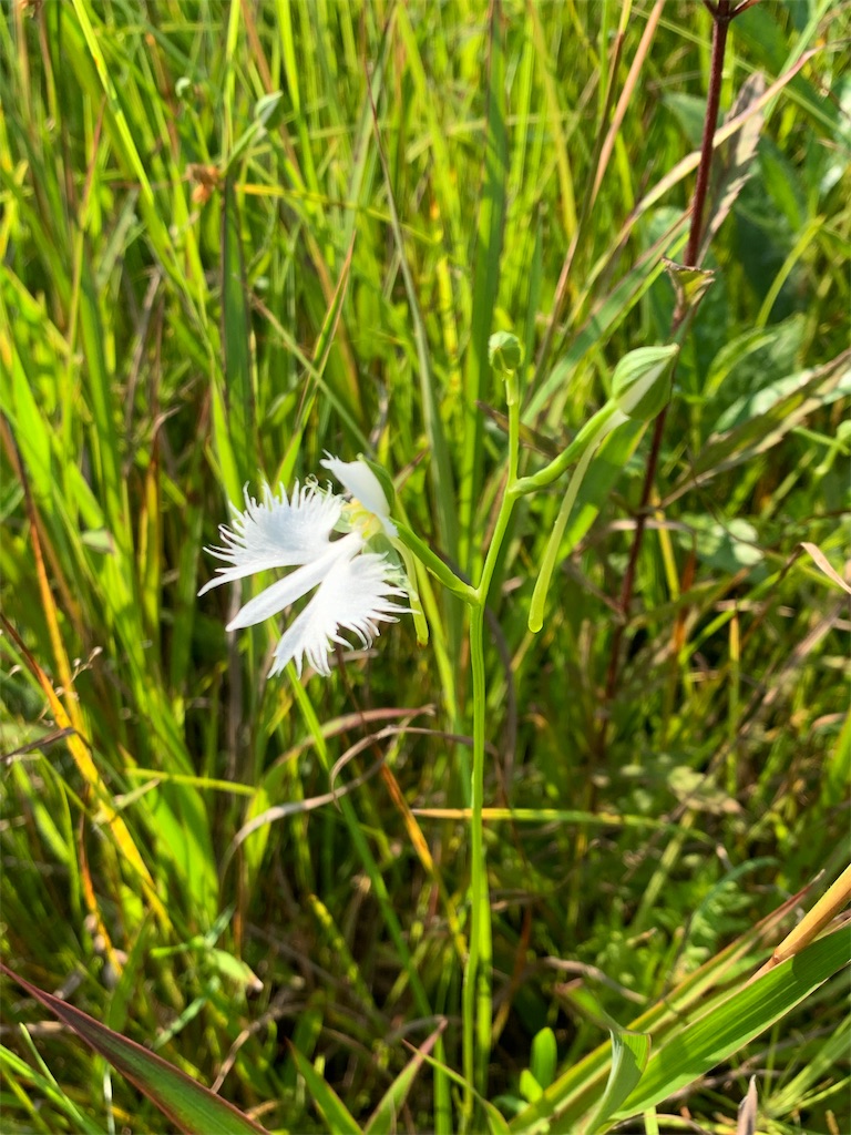 f:id:jinjinchang:20190817202541j:image