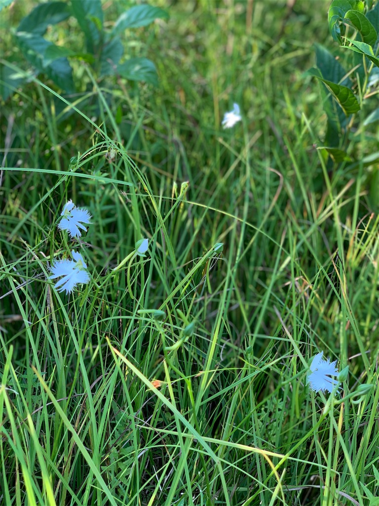 f:id:jinjinchang:20190817202706j:image