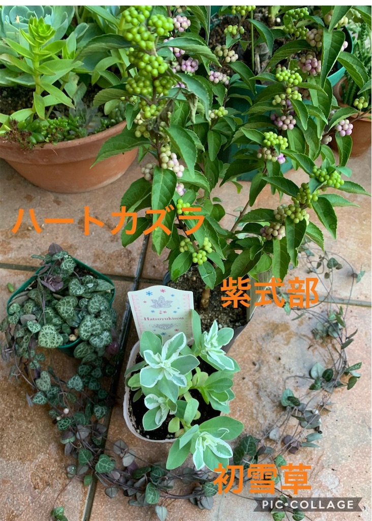 f:id:jinjinchang:20190904193025j:image