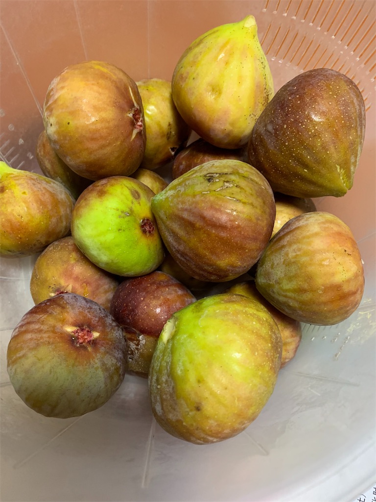 f:id:jinjinchang:20190912165343j:image