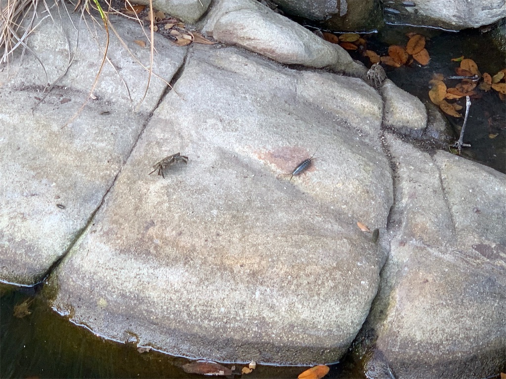 f:id:jinjinchang:20191004203105j:image