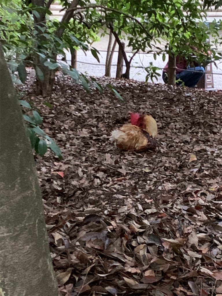 f:id:jinjinchang:20191021193809j:image