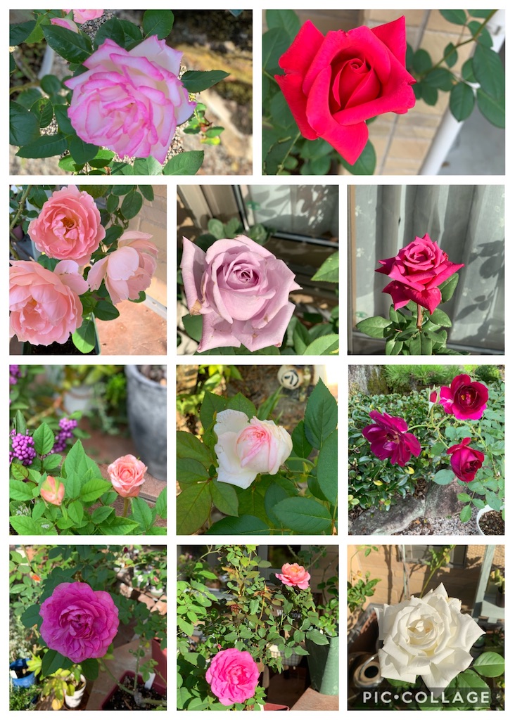 f:id:jinjinchang:20191210194326j:image