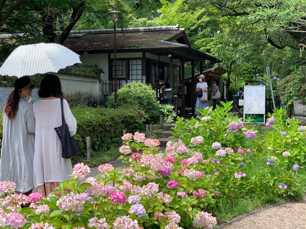 大阪府池田市 久安寺の紫陽花とキノコ 日々のつぶやき