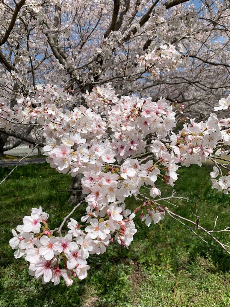 f:id:jinjinchang:20210331201931j:image