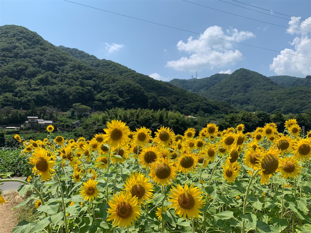 f:id:jinjinchang:20210801185211j:image f:id:jinjinchang:20210801185211j:image
